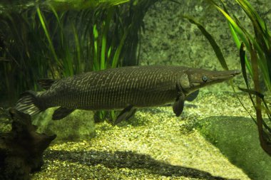 Timsah gar (Atractosteus spatula).