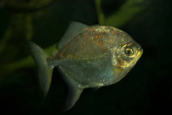 Redhook Myleus Redhook Gümüş Doları Myloplus Rubripinnis — Stok fotoğraf