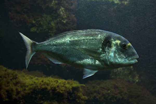 Eşkine çipura (Sparus aurata).