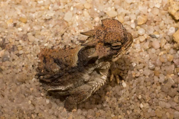 Desert Horned Lizard Phrynosoma Platyrhinos — Stock Photo, Image