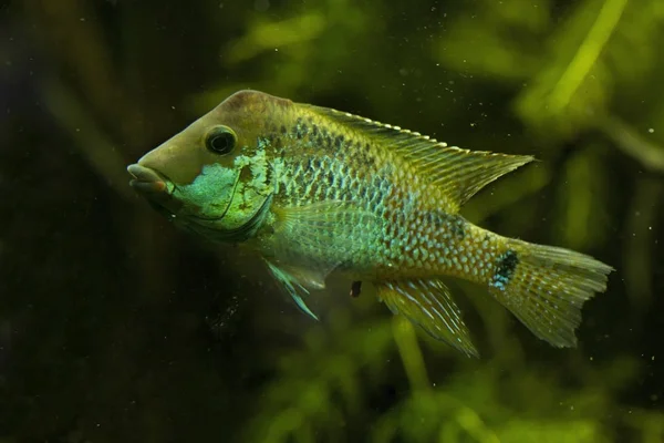 Redhump Eartheater Geophagus Steindachneri — Stockfoto