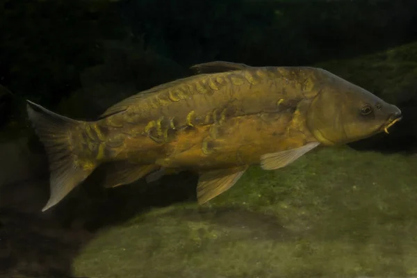 Common carp or European carp (Cyprinus carpio).