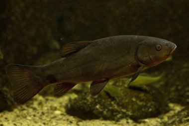 Tench fish(Tinca tinca).