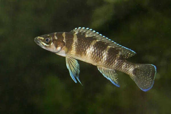 Neolamprologus 坦噶尼喀湖的特有种丽鱼科鱼 — 图库照片