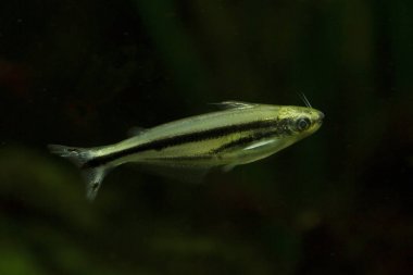 Afrika cam yayın balığı (Pareutropius debauwi).