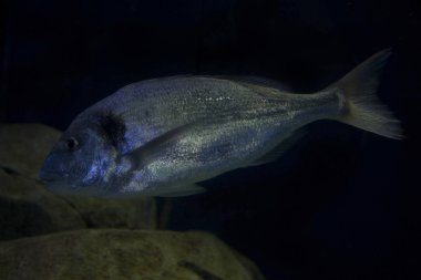 Eşkine çipura (Sparus aurata).