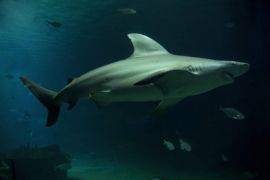 Kum köpekbalığı (Carcharhinus plumbeus).