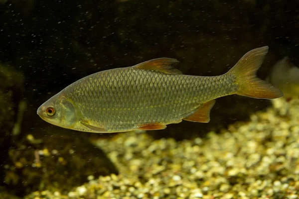 Ortak roach (Leuciscus Kızılgöz).