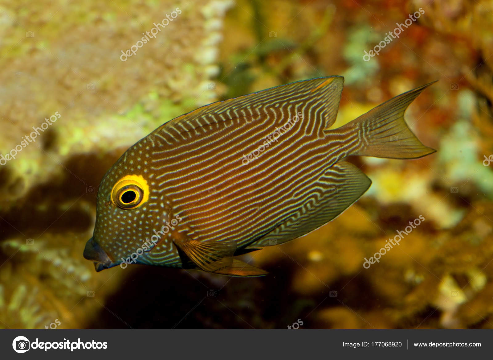 Striped Bristletooth Tang