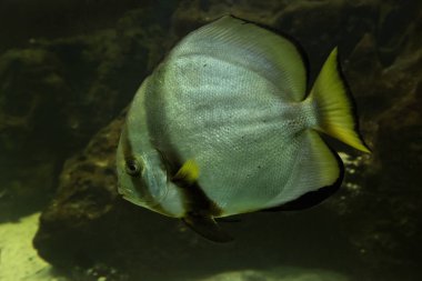 Orbicular Batfish (Platax orbicularis).
