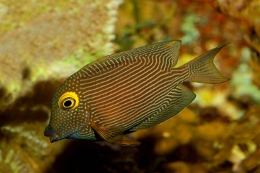 Kole Tang, benekli surgeonfish, Goldring surgeonfish, sarı gözlü Tang (Ctenochaetus strigosus).