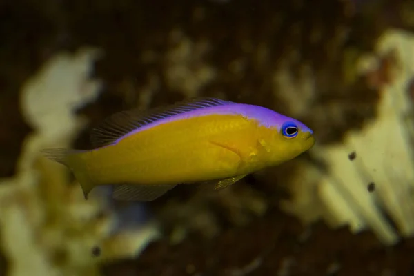 Діадема Діадема Dottyback Пурпурний Pseudochromis Смугою Діадема Pseudochromis Pictichromis Pseudochromis — стокове фото