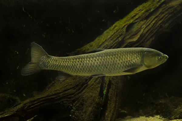 Carpa Capim Ctenopharingodon Idella — Fotografia de Stock