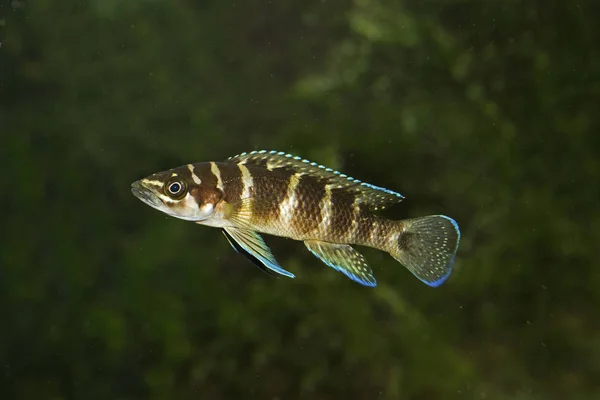 Neolamprologus Cylindricus Ендемік Озера Танганьїка Цихлид — стокове фото