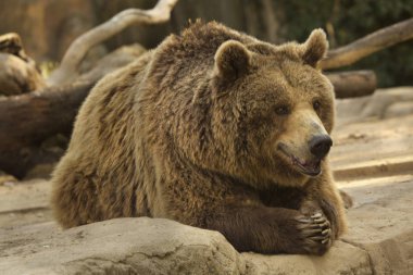 Kahverengi Ayı (Ursus arctos).