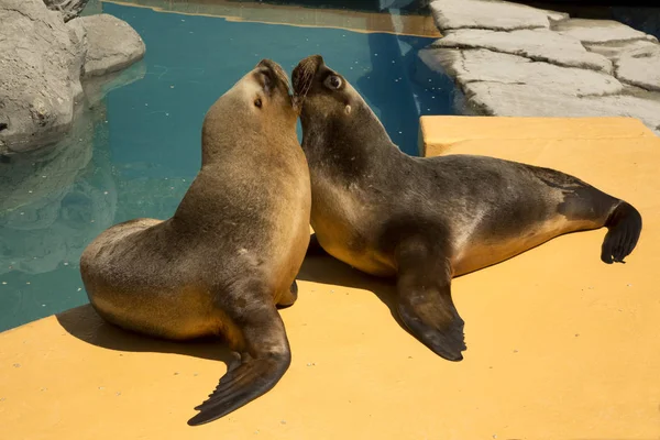 South American sea lion,  southern sea lion, Patagonian sea lion   (Otaria flavescens, formerly Otaria byronia).