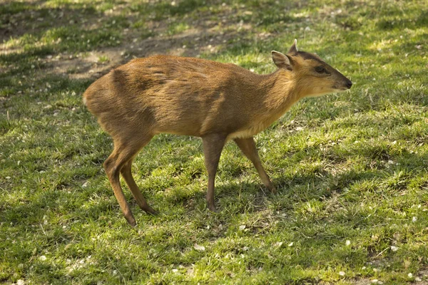 Του Ριβς Muntjac Muntiacus Reevesi — Φωτογραφία Αρχείου