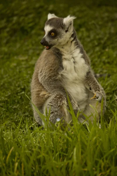 Lémure-de-cauda-anelada (Lemur catta). — Fotografia de Stock