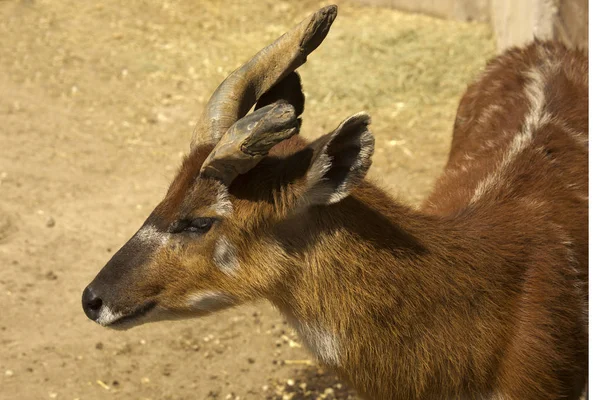 Sitatunga Marshbuck Tragelaphus Spekii — стокове фото