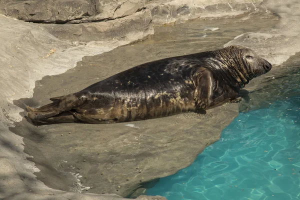 Phoque Gris Porc Mer Nez Crochu Halichoerus Grypus — Photo