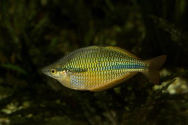 Lake Tebera rainbowfish (Melanotaenia herbertaxelrodi) bir Melanotaeniidae aile Papua Yeni Gine'ye endemik balık türüdür.