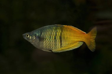 Boeseman'ın rainbowfish (Melanotaenia boesemani).