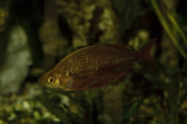 Kırmızı rainbowfish, somon-kırmızı rainbowfish (Glossolepis incisus) .