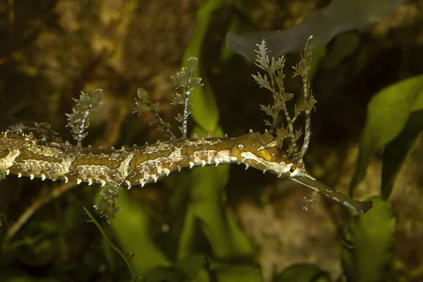 Ribboned Pipefish Ribboned Pipehorse Ribboned Seadragon Haliichthys Taeniophorus — Stock Photo, Image