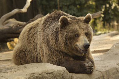 Brown bear (Ursus arctos). clipart
