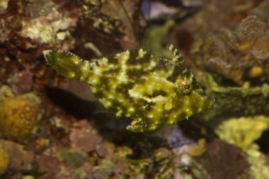 Kıl kuyruk filefish (Acreichthys tomentosus).