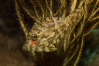 Kıl kuyruk filefish (Acreichthys tomentosus).