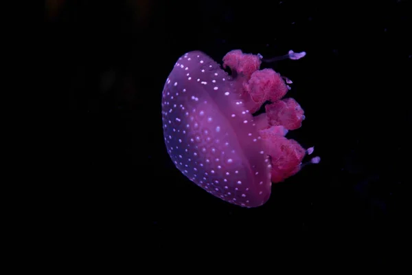 Πλωτή Κουδούνι Αυστραλιανή Στίγματα Μέδουσες Λευκά Στίγματα Jellyfish Phyllorhiza Punctata — Φωτογραφία Αρχείου