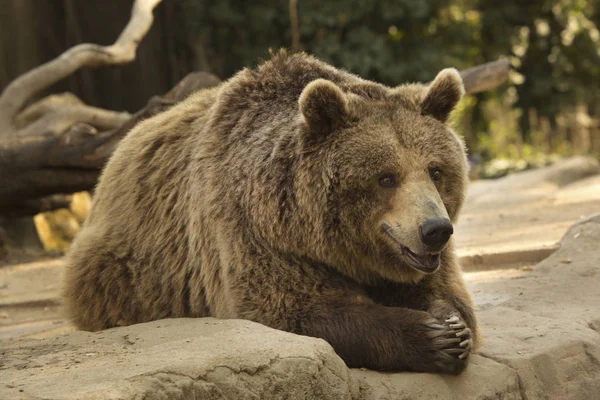 Brown Bear Ursus Arctos — Stock Photo, Image
