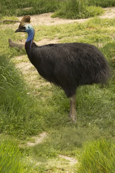 Sisakos Kazuár Dupla Indiai Cassowary Ausztrál Cassowary Vagy Két Indiai — Stock Fotó