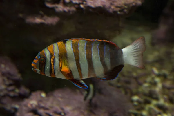 Harlequin Tuskfish Choerodon Fasciatus — Stock fotografie