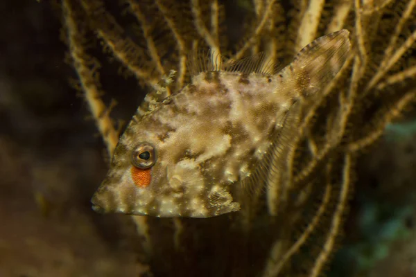Borstenschwanzfischchen Acreichthys Tomentosus — Stockfoto