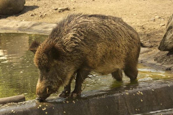 Varrasco Sus Scrofa — Fotografia de Stock