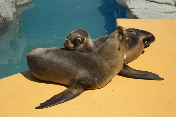 South American Sea Lion Southern Sea Lion Patagonian Sea Lion — Stock Photo, Image