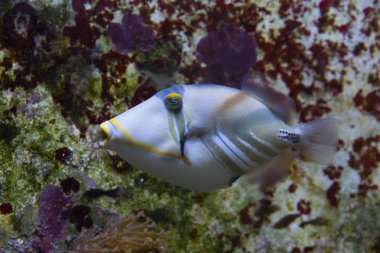 Lagoon tetikleyici balığı (Rhinecanthus aculeatus).