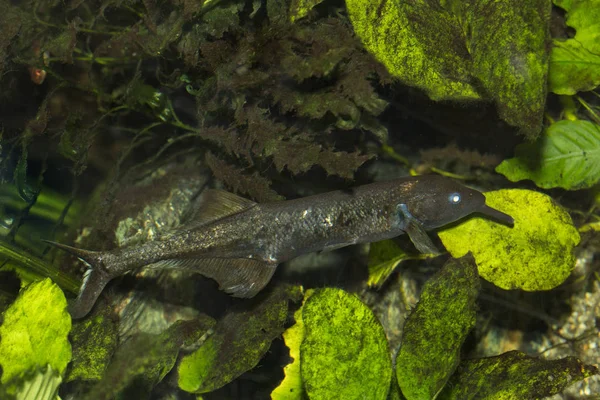 stock image Peters' elephant-nose fish, elephantnose fish, long-nosed elephant fish, Ubangi mormyrid  (Gnathonemus petersii) .