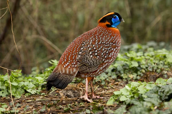 Kéktorkú Tragopán Tragopan Temminckii — Stock Fotó