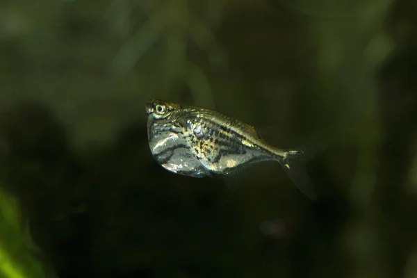 Mramorovaný Hatchetfish Carnegiella Strigata — Stock fotografie