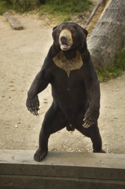 Sun bear (Helarctos malayanus). clipart