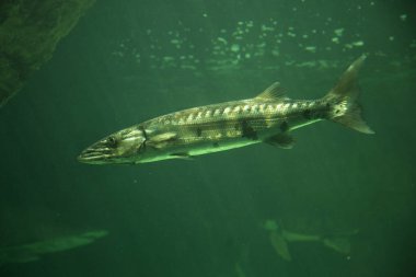 Büyük barracuda, dev barracuda, (Sphyraena barracuda). 