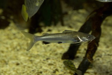  Uzun bıyık yayın balığı (Mystus gulio).