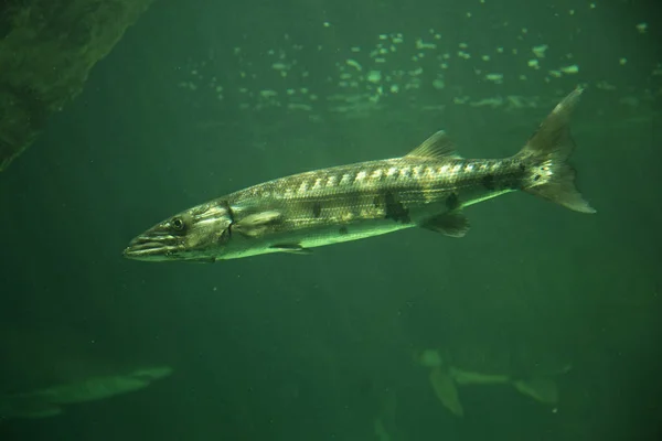 Большая Барракуда Гигантская Барракуда Sphyraena Barracuda — стоковое фото