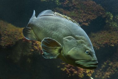 Gölgeli orfoz (Epinephelus marginatus ).