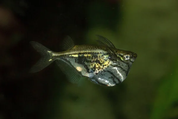 Mermer hatchetfish (Carnegiella strigata).
