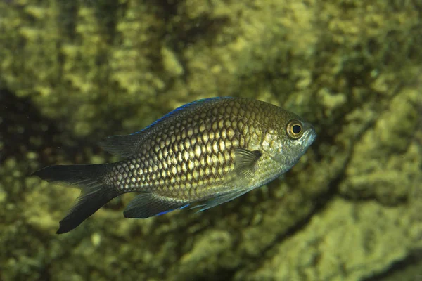 Damselfish Mediterrane Chromis Chromis Chromis — Stockfoto