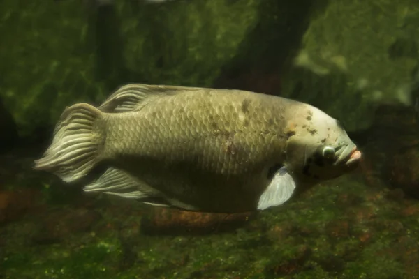 Teil Gourami Vermelho Gigante Osphronemus Laticlavius — Fotografia de Stock